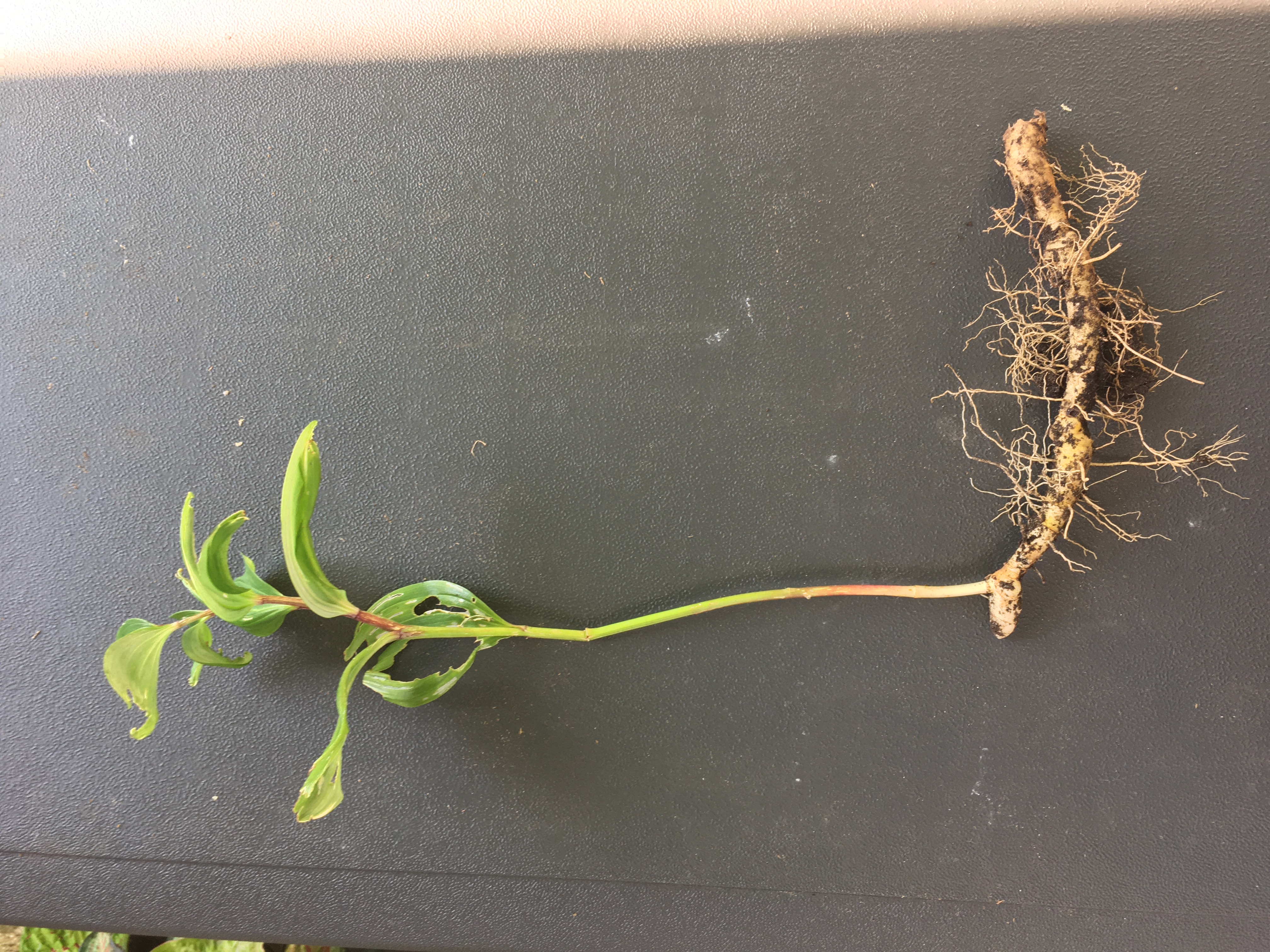 Broadleaf helleborine showing fleshy root.